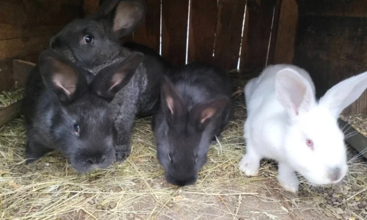 Продам кроликів, жива вага - фото № 1