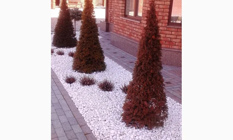 Пропонуються декоративні рослини від виробника - фото № 1