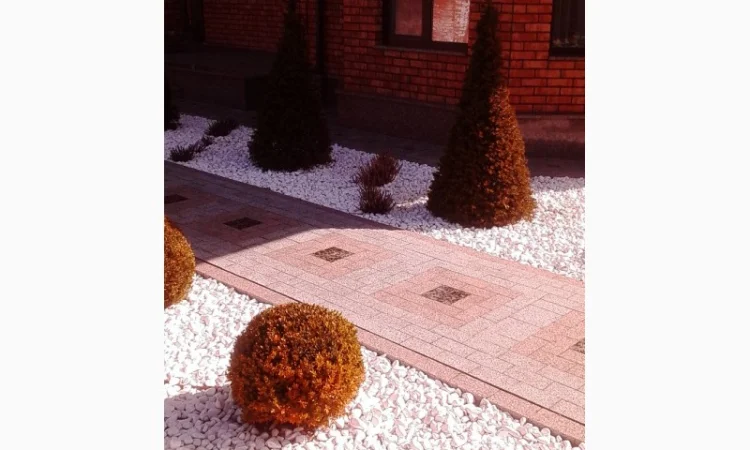 Пропонуються декоративні рослини від виробника - фото № 2