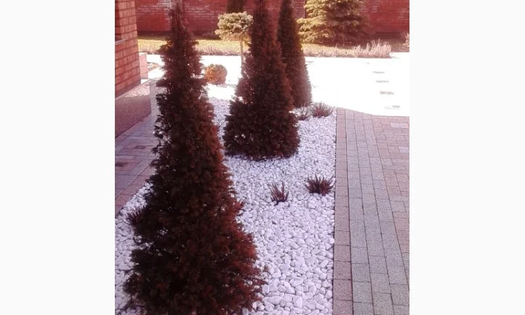 Пропонуються декоративні рослини від виробника - фото № 3