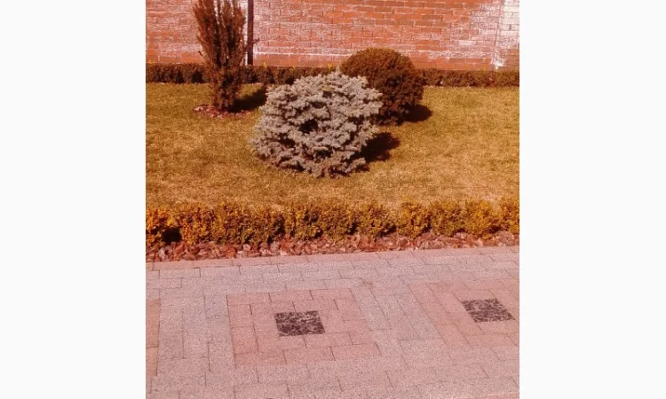 Пропонуються декоративні рослини від виробника - фото № 4