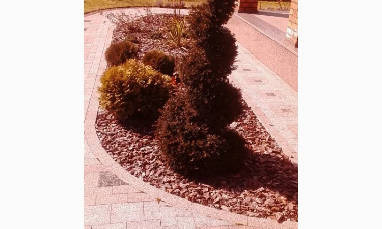 Пропонуються декоративні рослини від виробника - фото № 5