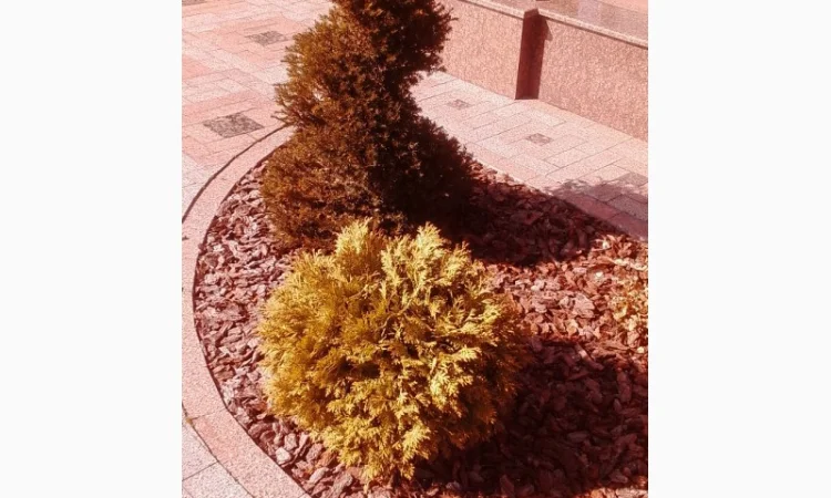 Пропонуються декоративні рослини від виробника - фото № 6