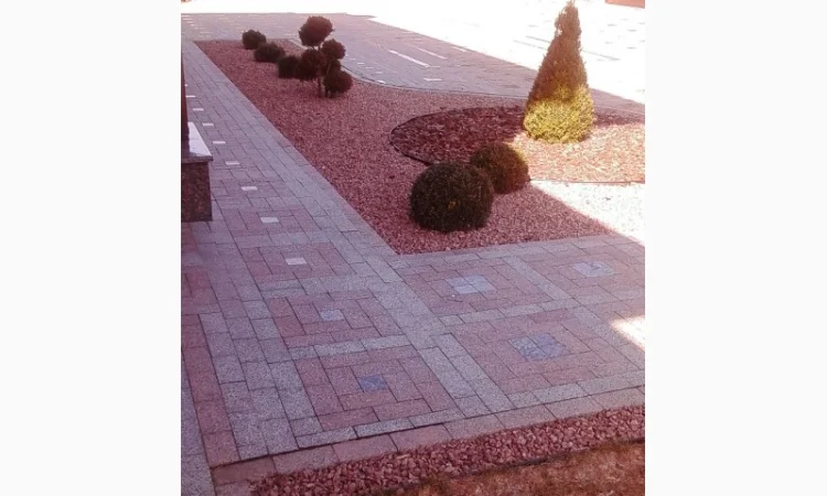 Пропонуються декоративні рослини від виробника - фото № 7