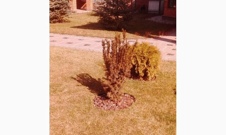 Пропонуються декоративні рослини від виробника - фото № 8