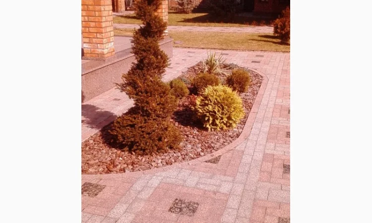 Пропонуються декоративні рослини від виробника - фото № 9