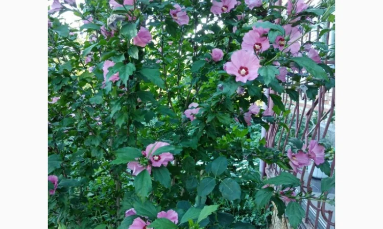 Саженцы Гибискуса сирийского - фото № 1