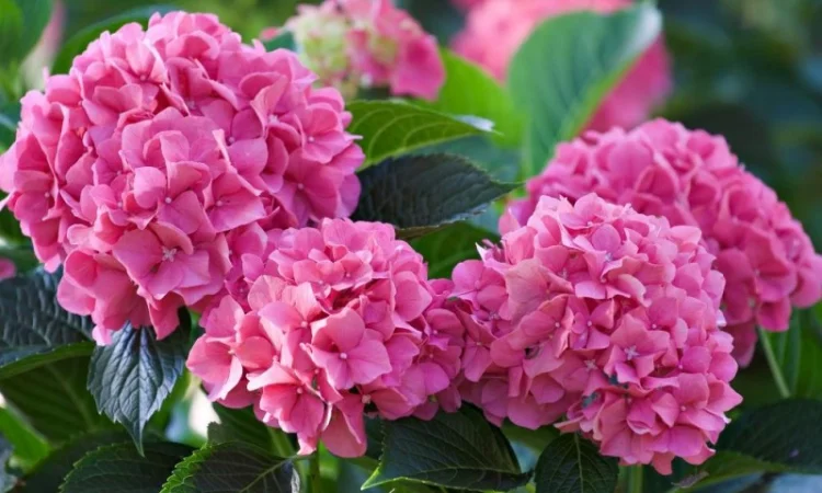 Сортові саженці гортензій за вигідною ціною - фото № 3