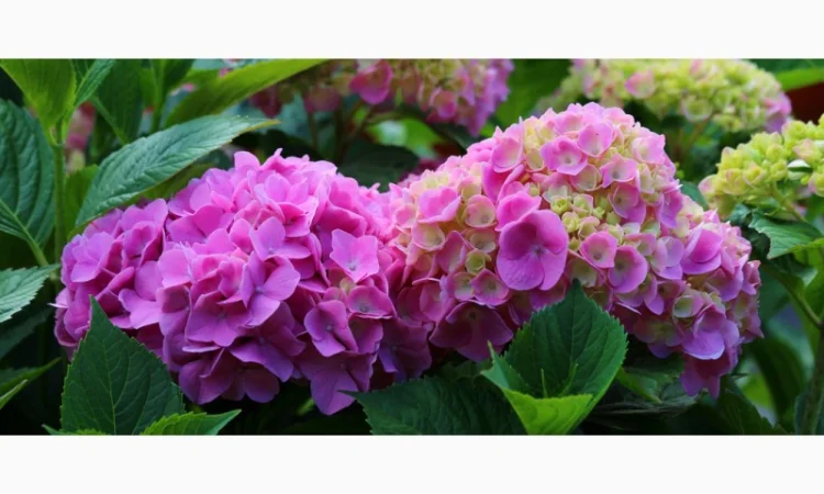 Сортові саженці гортензій за вигідною ціною - фото № 4