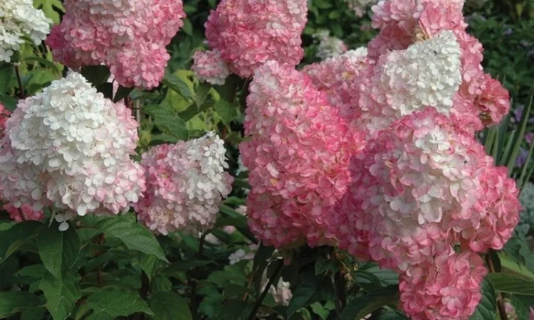 Сортові саженці гортензій за вигідною ціною - фото № 2