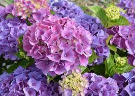 Сортові саженці гортензій за вигідною ціною - фото № 1