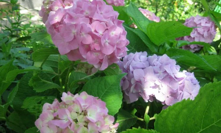 Сортові саженці гортензій за вигідною ціною - фото № 5