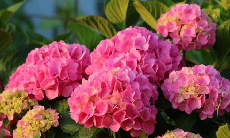 Сортові саженці гортензій за вигідною ціною - фото № 6