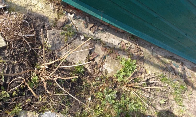 Сортові саженці гортензій за вигідною ціною - фото № 7