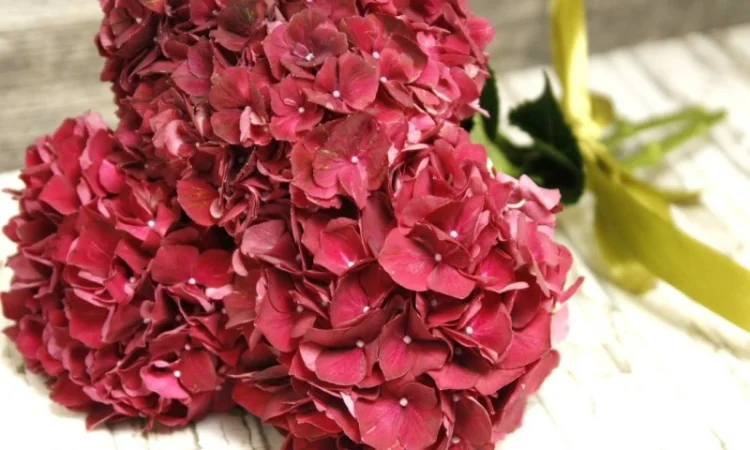 Сортові саженці гортензій за вигідною ціною - фото № 8