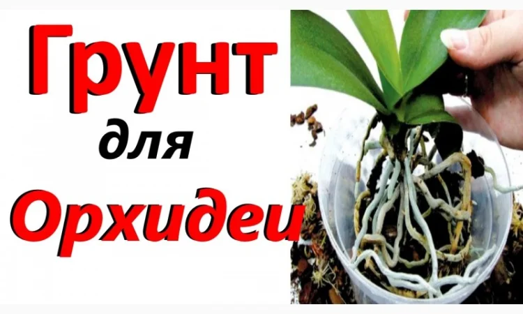 Кора соснова для орхідей та декоративних рослин - фото № 1