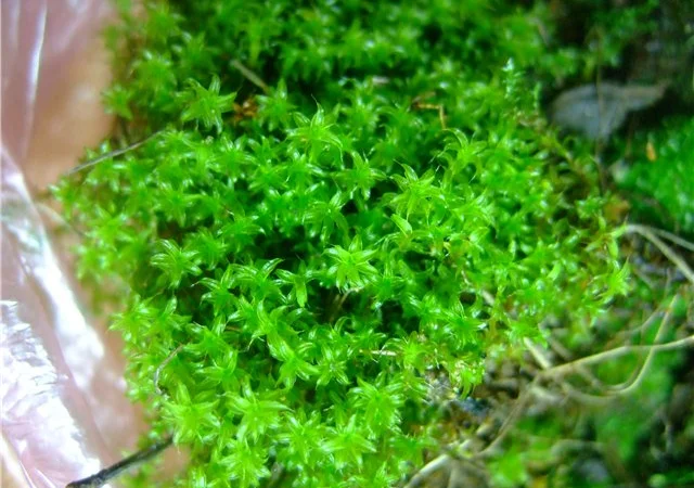 Кора соснова для орхідей та декоративних рослин - фото № 5