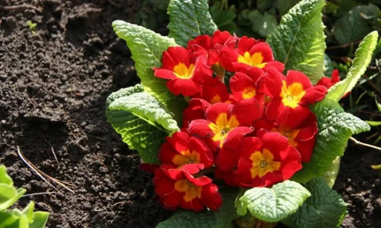 Примула сортова за доступною ціною - фото № 1