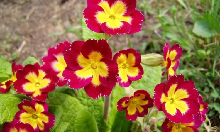 Примула сортова за доступною ціною - фото № 12