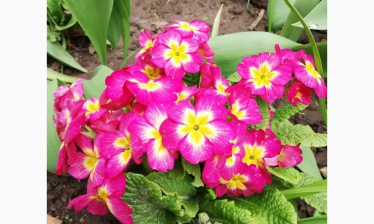 Примула сортова за доступною ціною - фото № 2