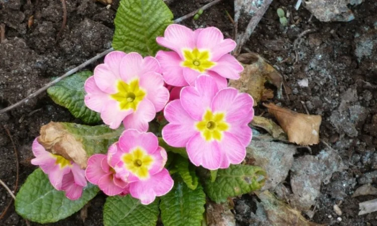 Примула сортова за доступною ціною - фото № 11