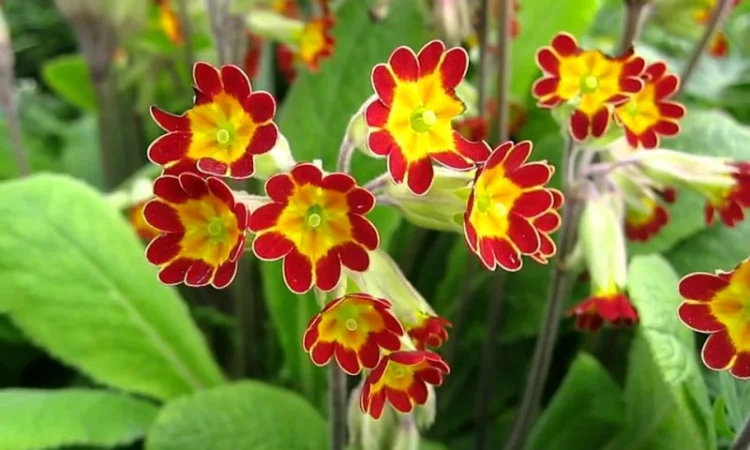 Примула сортова за доступною ціною - фото № 10