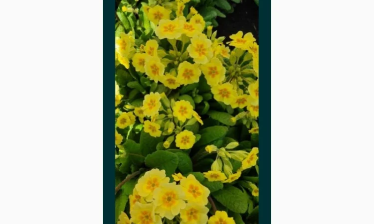 Примула сортова за доступною ціною - фото № 9