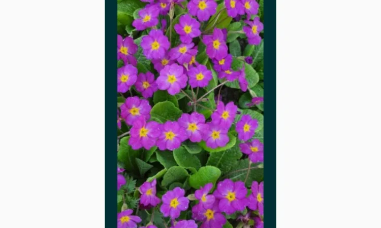 Примула сортова за доступною ціною - фото № 8