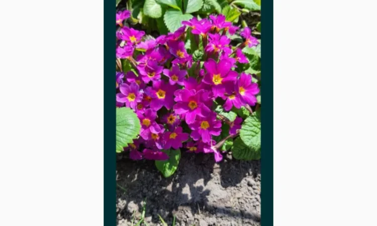 Примула сортова за доступною ціною - фото № 6