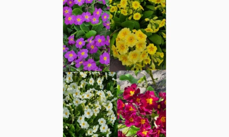 Примула сортова за доступною ціною - фото № 4