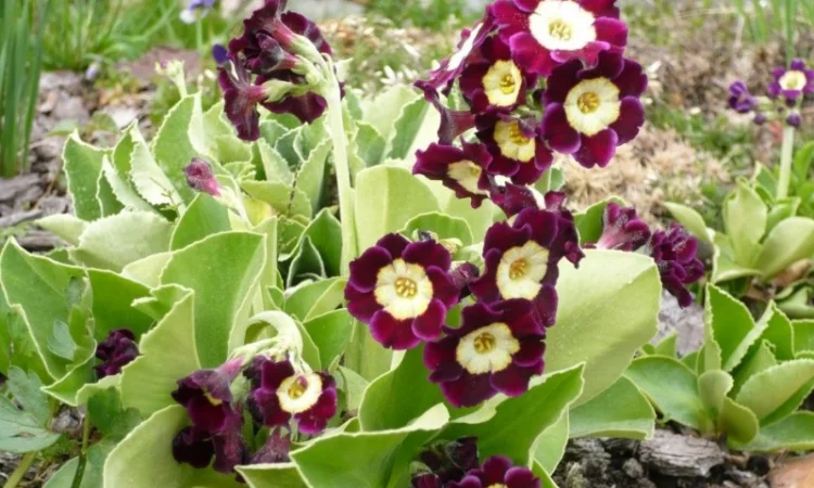 Примула сортова за доступною ціною - фото № 20