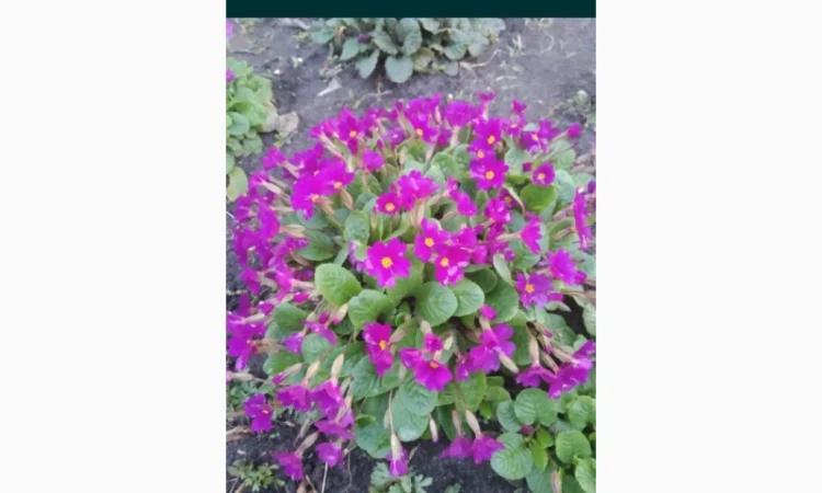 Примула сортова за доступною ціною - фото № 3