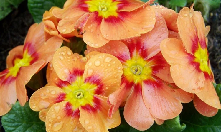 Примула сортова за доступною ціною - фото № 19