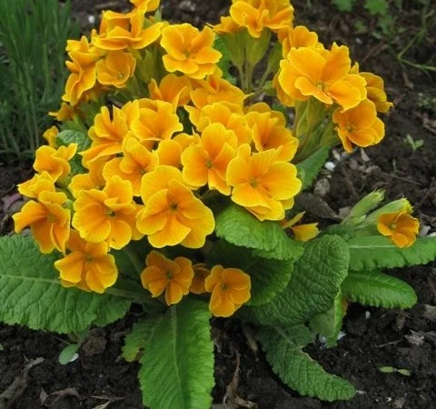 Примула сортова за доступною ціною - фото № 18