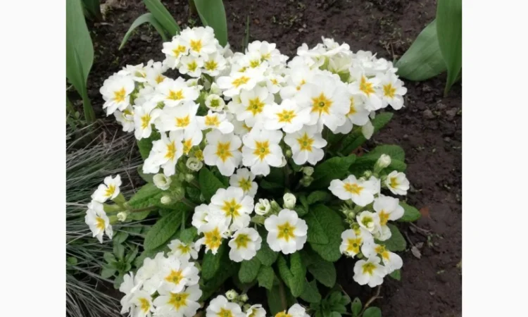 Примула сортова за доступною ціною - фото № 17