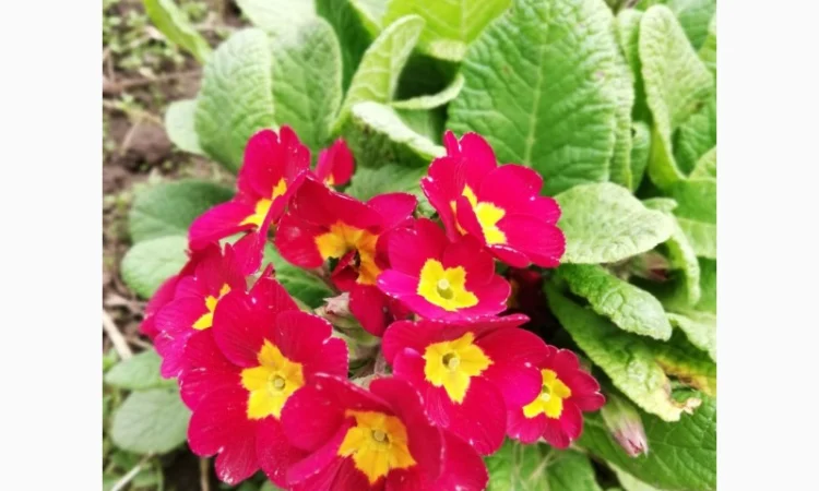 Примула сортова за доступною ціною - фото № 16