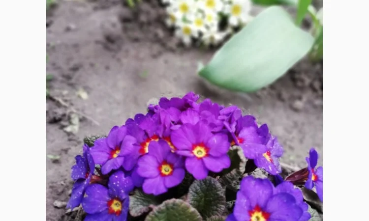 Примула сортова за доступною ціною - фото № 15