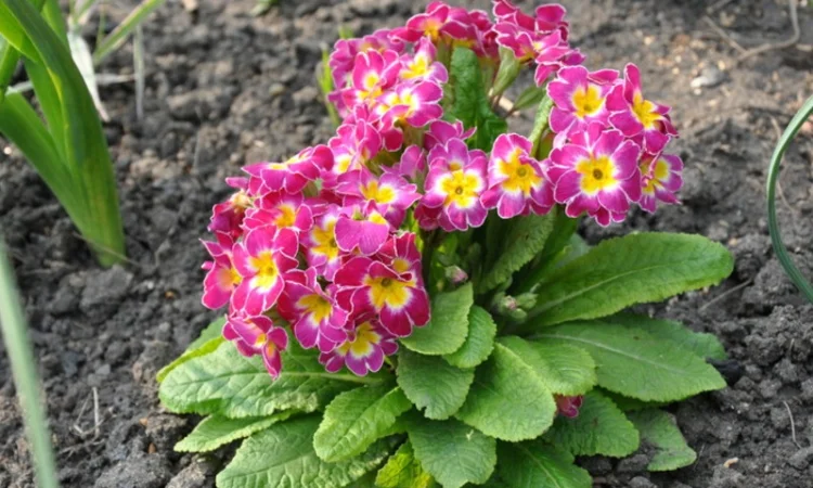 Примула сортова за доступною ціною - фото № 14