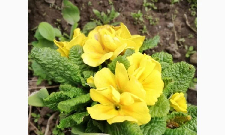 Примула сортова за доступною ціною - фото № 13