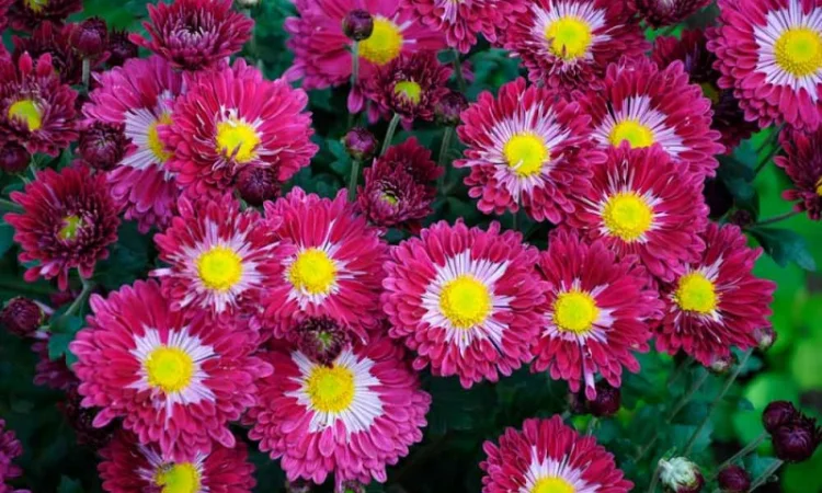 Маточник хризантемы крупноцветковой недорого - фото № 16