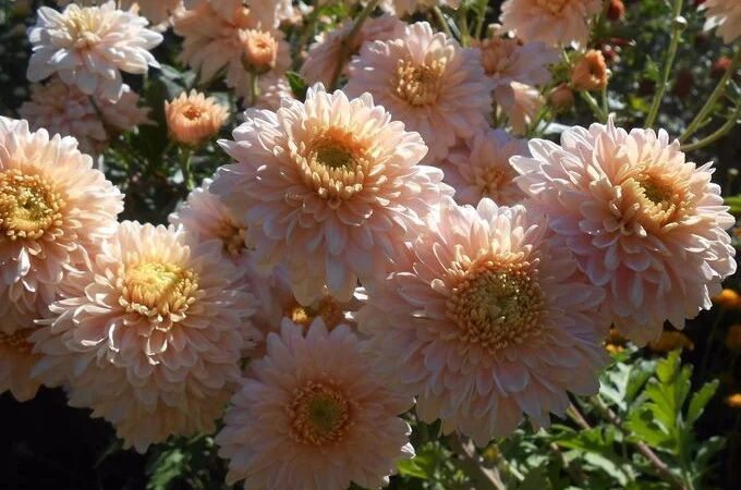 Маточник хризантемы крупноцветковой недорого - фото № 7