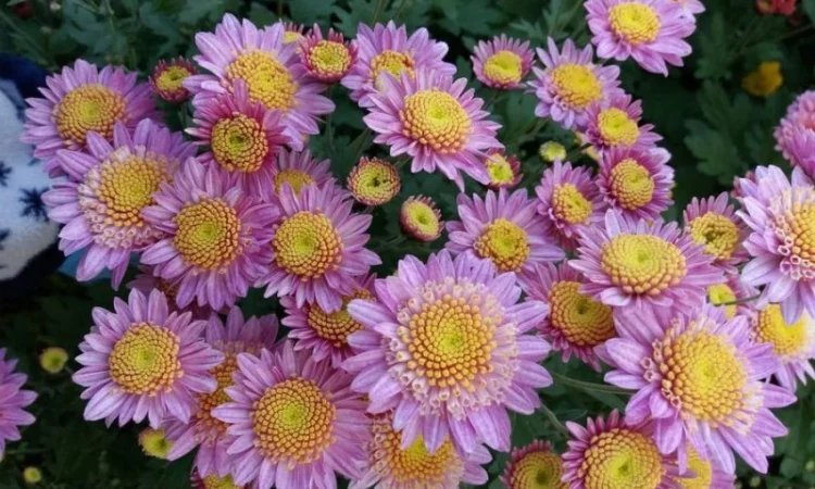 Маточник хризантемы крупноцветковой недорого - фото № 15