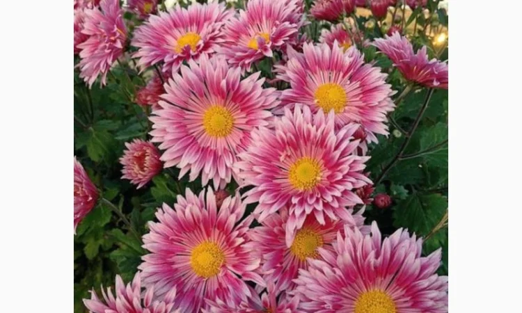 Маточник хризантемы крупноцветковой недорого - фото № 1