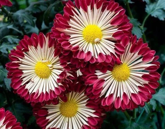 Маточник хризантемы крупноцветковой недорого - фото № 20