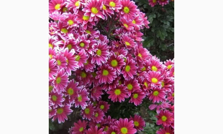 Маточник хризантемы крупноцветковой недорого - фото № 18