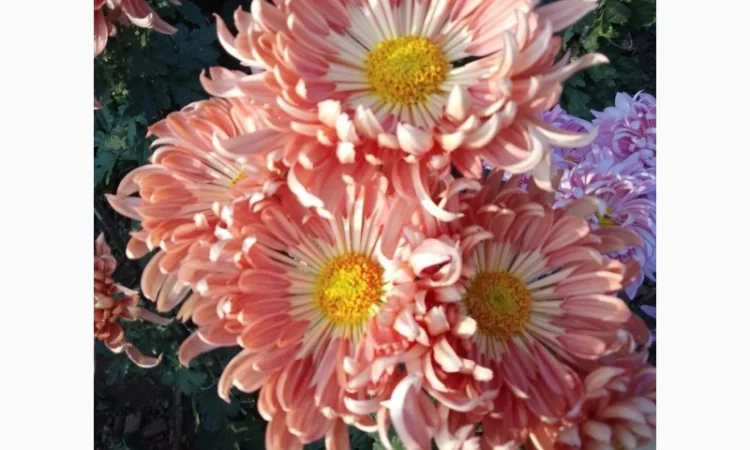 Маточник хризантемы крупноцветковой недорого - фото № 17