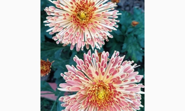 Маточник хризантемы крупноцветковой недорого - фото № 14