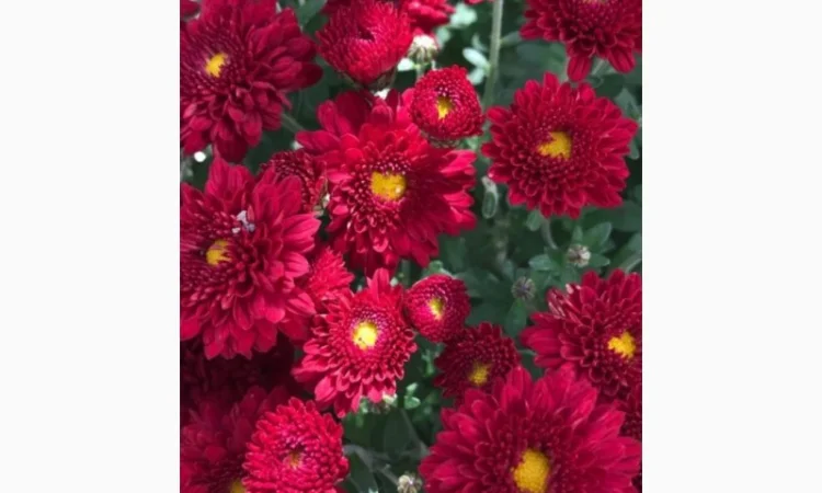 Маточник хризантемы крупноцветковой недорого - фото № 13