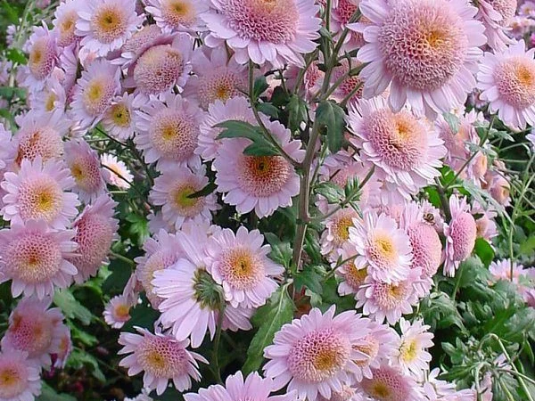 Маточник хризантемы крупноцветковой недорого - фото № 2