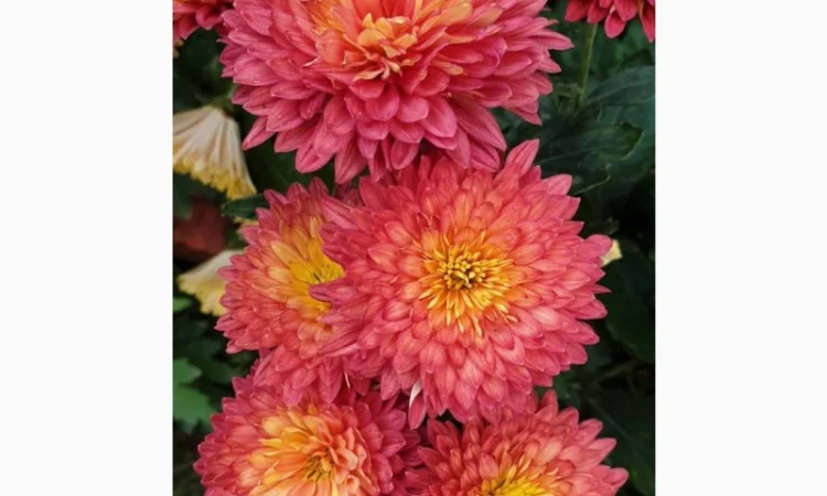 Маточник хризантемы крупноцветковой недорого - фото № 8